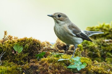 A european pied flycatcher (Ficedula hypoleuca)