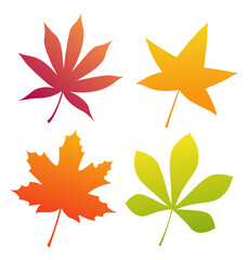 Set of autumn leaves of different colors. Isolated leaves on a white background. Vector illustration.