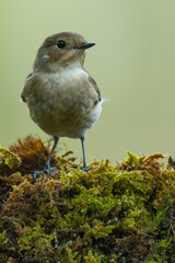 A european pied flycatcher (Ficedula hypoleuca)