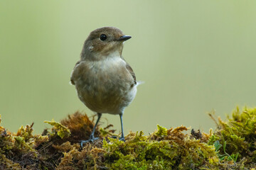 A european pied flycatcher (Ficedula hypoleuca)