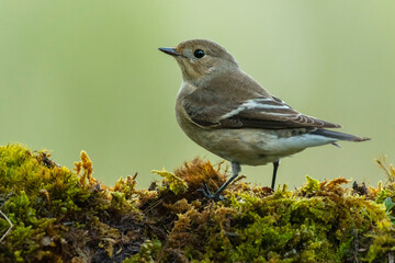 A european pied flycatcher (Ficedula hypoleuca)