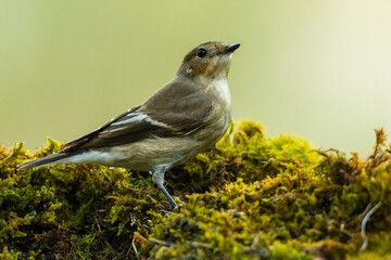 A european pied flycatcher (Ficedula hypoleuca)