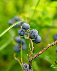 blueberry field, close-up view of juicy blueberry berries, harvest time, autumn