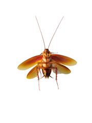 Cockroach.(spreading its wings) isolated on white background.