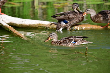 wild ducks swim on the river