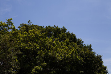 Low Angle View Of Trees Against cloud Blue Sky