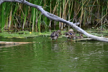 wild ducks swim on the river