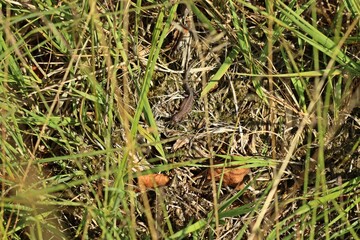 Mooreidechse (Zootoca vivipara) im Hochmoor