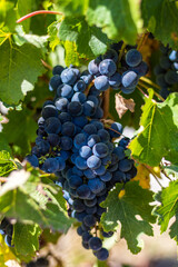 Grappe de raisin noir prêt à être récolté