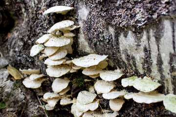 Mushroom growing on stock