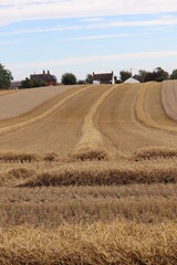 Obraz premium Farm machinery combine harvester working on farm land summer 2020