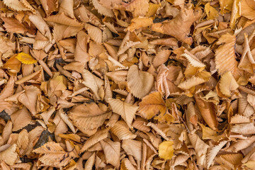 fallen dry yellow leaves from trees in the forest as a natural background