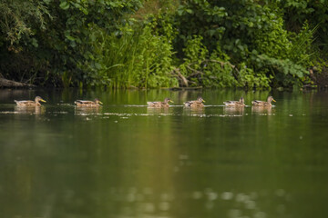 Fototapeta na wymiar a Young swan swims elegantly on a pond