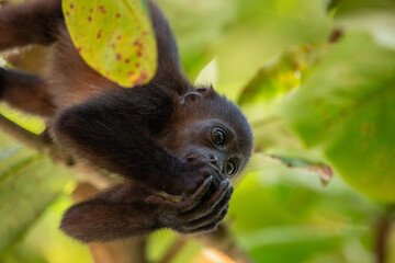 Baby Mantled Howler Monkey in a tree eating fruit