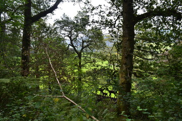 tree in the forest