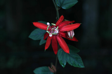 Exotic red flower with green leaves on a dark background, wallpaper for wallpapers and walls, beauty in Bali, Indonesia