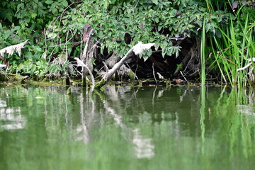 wild ducks swim on the river