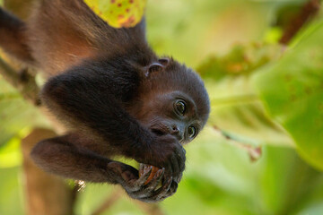 Baby Mantled Howler Monkey in a tree eating fruit