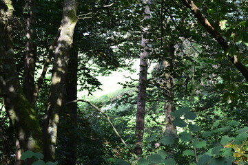 sun rays through trees