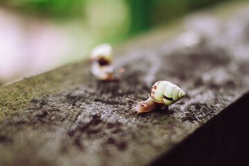 A light green snail passing the time on a stone on a blurred background in paradise island Bali, Indonesia