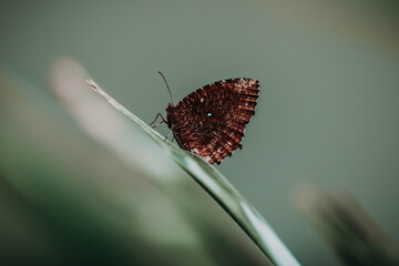 Close up photo of a small brown tropical butterfly perched on a green plant with a blur background in Bali, Indonesia