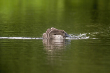 a Young swan swims elegantly on a pond