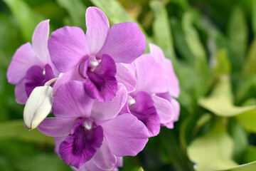 Fototapeta na wymiar Close-up view, Small purple orchids flowers.