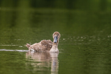a Young swan swims elegantly on a pond