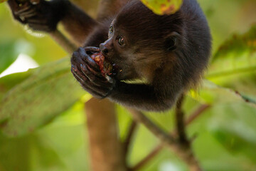 Baby Mantled Howler Monkey in a tree eating fruit