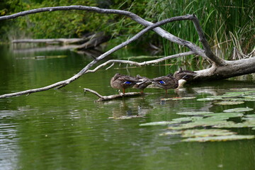 wild ducks swim on the river