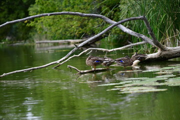 wild ducks swim on the river