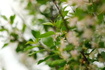 Flowers of the blossoms on a spring day