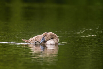 a Young swan swims elegantly on a pond