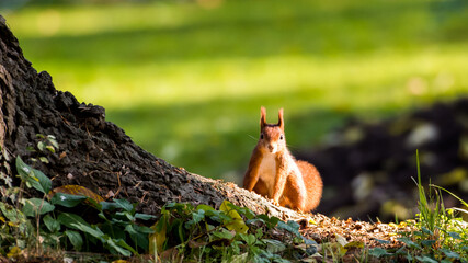 Eichhörnchen