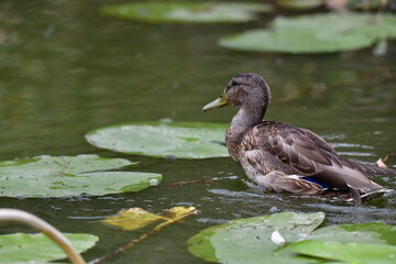 wild ducks swim on the river