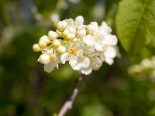 branch of blooming bird cherry