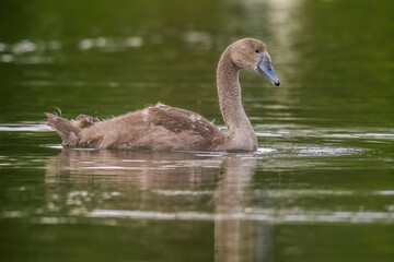 a Young swan swims elegantly on a pond