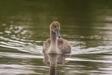 a Young swan swims elegantly on a pond