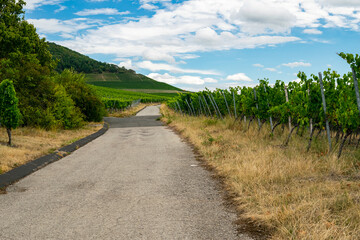 Fototapeta na wymiar road in the Vineyard 