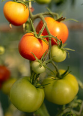 beautiful, healthy and tasty tomatoes in the greenhouse, autumn harvest