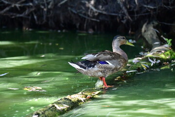 wild ducks swim on the river