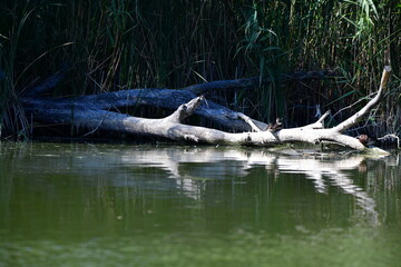 wild ducks swim on the river