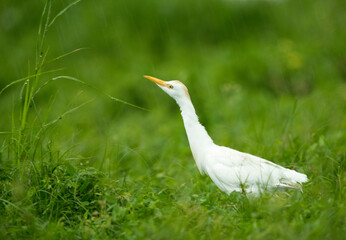 Cattle Egret on green grass during rain, Bahrain
