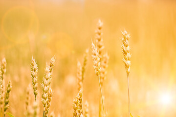 A golden wheat field. Agricultural valuable crop. Selective focus.