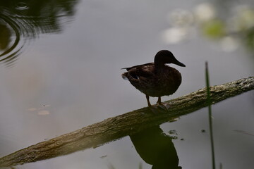 wild ducks swim on the river