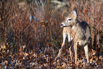 deer in the wild