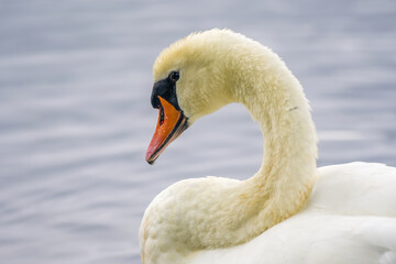 a Young swan swims elegantly on a pond