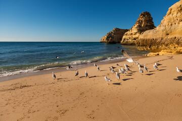 View of the scenic Marinha Beach (Praia da Marinha), with seagulls in the sand, in the Algarve region, Portugal; Concept for travel in Portugal and summer vacations.