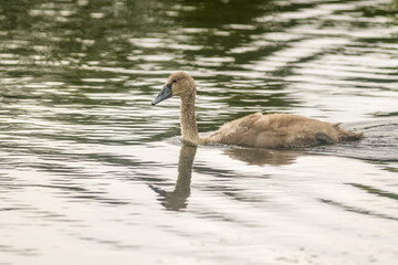 a Young swan swims elegantly on a pond