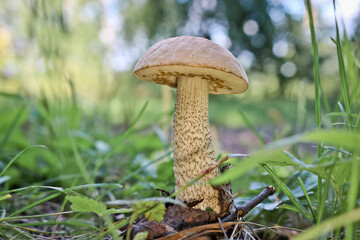Edible mushroom Brown cap boletus (Leccinum scabrum) with a brown cap among the grass in a summer forest. Harvesting mushroom birch bolete. Close-up.